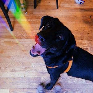 Oliver my new 3 legged little man!